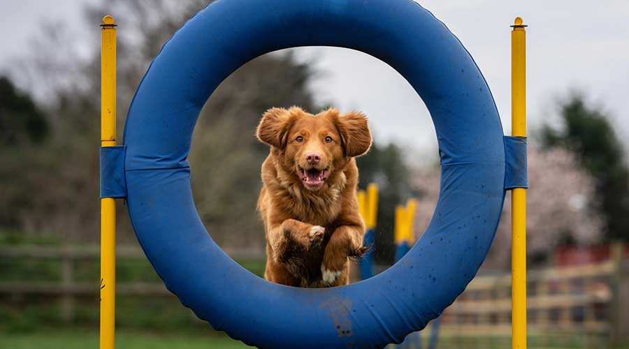 Agility toys